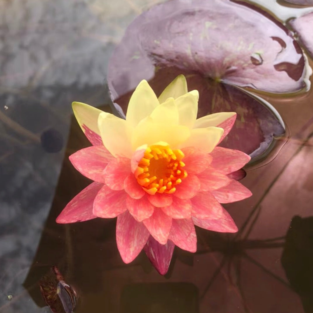 Wanvisa Waterlily(Nymphaea 'Wanvisa')