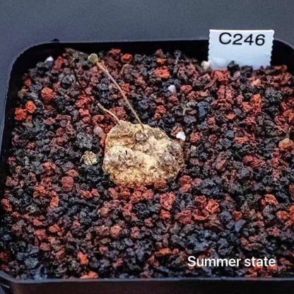 Othonna cacalioides