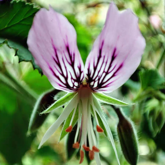 Pelargonium cordifolium