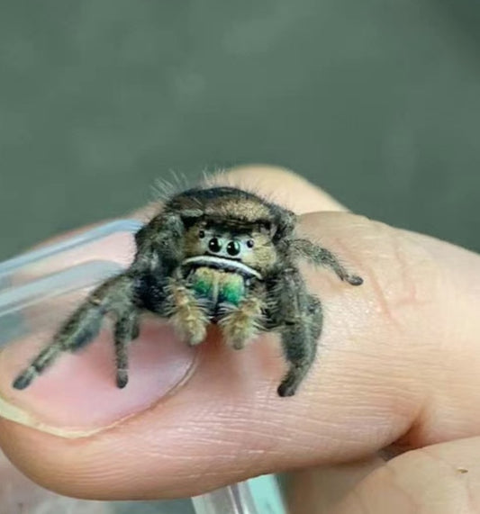 Phidippus.bidentatus