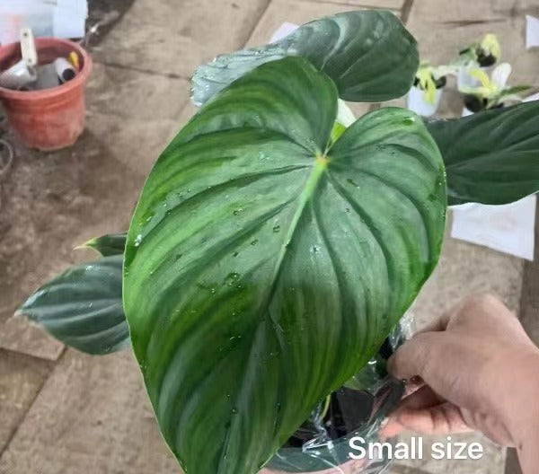 philodendron mcdowell Philodendron Mcdowell For Sale|My Home Nature