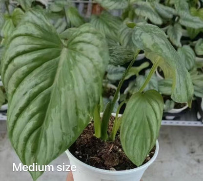 philodendron menkei Philodendron mamei For Sale|My Home Nature