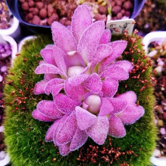 Pinguicula gypsicola x Pinguicula agnata