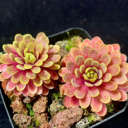 Pinguicula emarginata x gypsicola