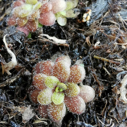 Pinguicula emarginata x gypsicola