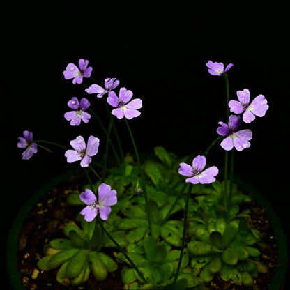 Pinguicula emarginata x gypsicola