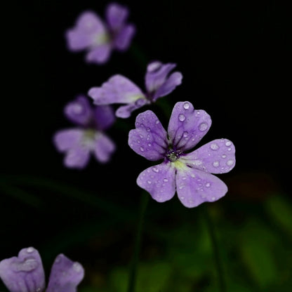 Pinguicula emarginata x gypsicola
