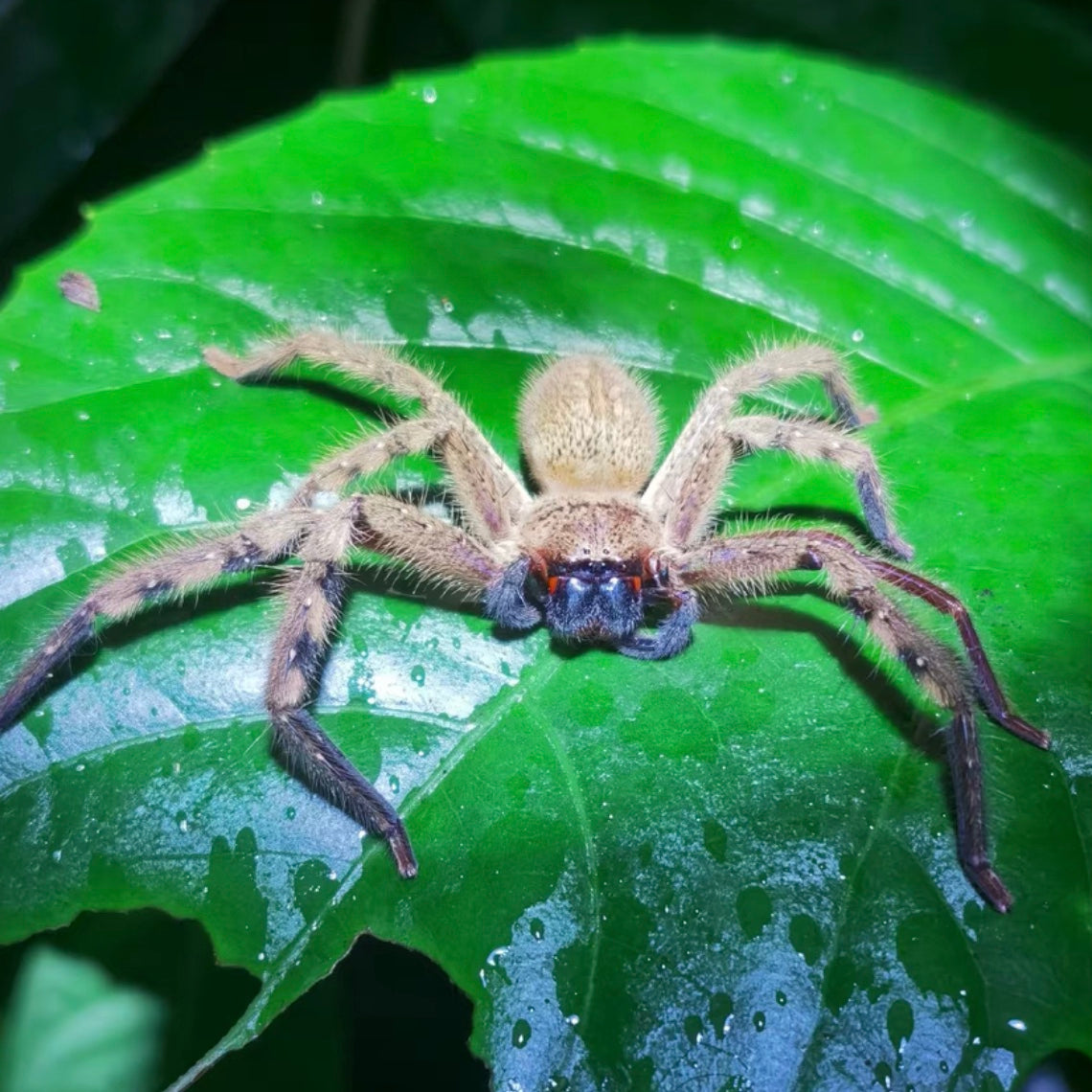 Rhitymna verruca My Home Nature