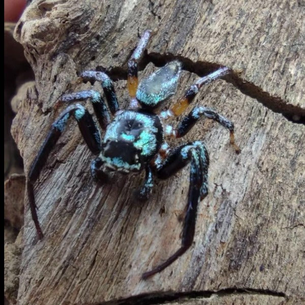 Shiny blue jumping spider(Thiania subopressa)