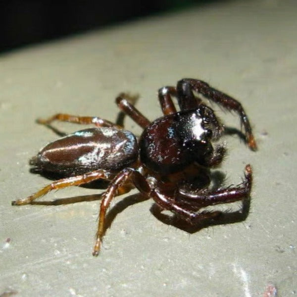 Shiny blue jumping spider(Thiania subopressa)