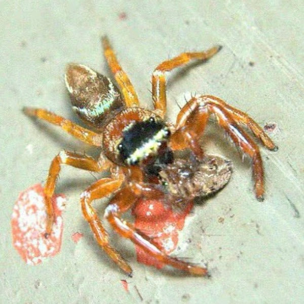 Shiny blue jumping spider(Thiania subopressa)