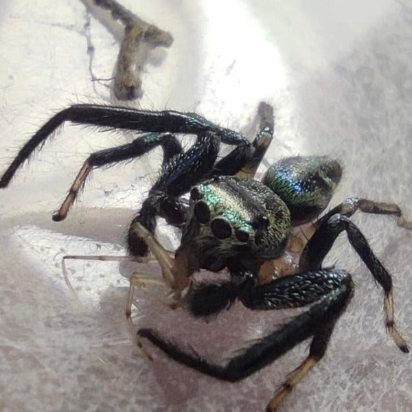 Shiny blue jumping spider(Thiania subopressa)