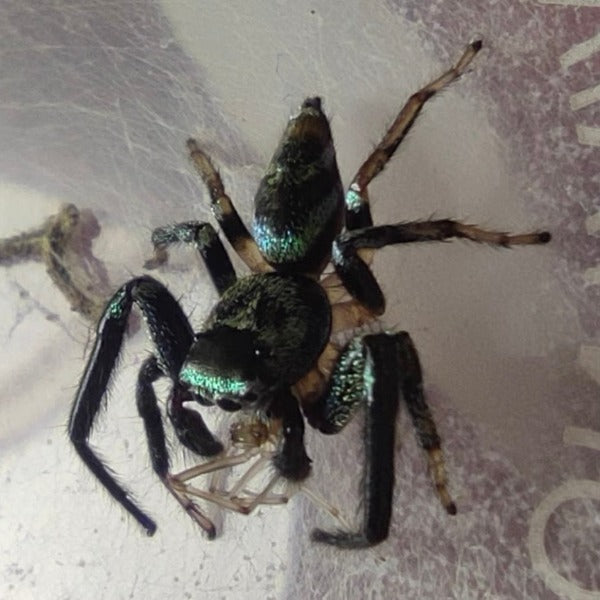 Shiny blue jumping spider(Thiania subopressa)