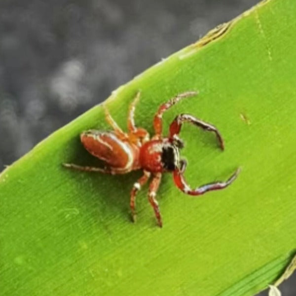 Shiny blue jumping spider(Thiania subopressa)