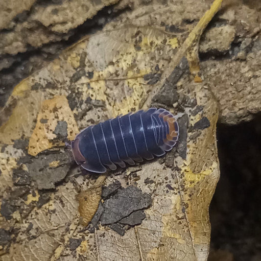Cubaris sp. 'Pakchong' Isopods