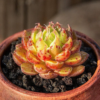 Echeveria sp.