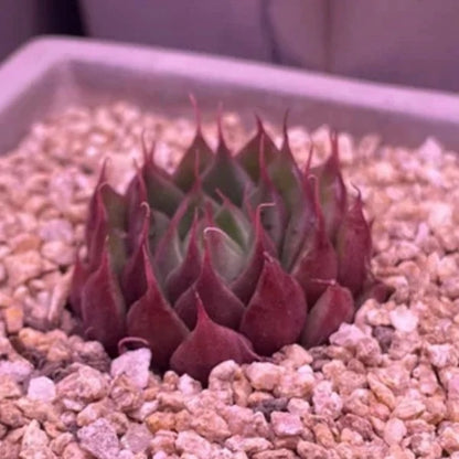 Echeveria sp.