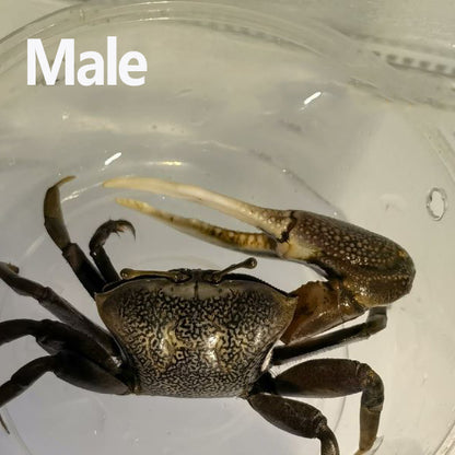 Bowed Fiddler Crab (Uca sp.)
