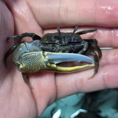 Bowed Fiddler Crab (Uca sp.)