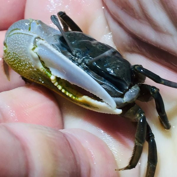 Bowed Fiddler Crab (Uca sp.)