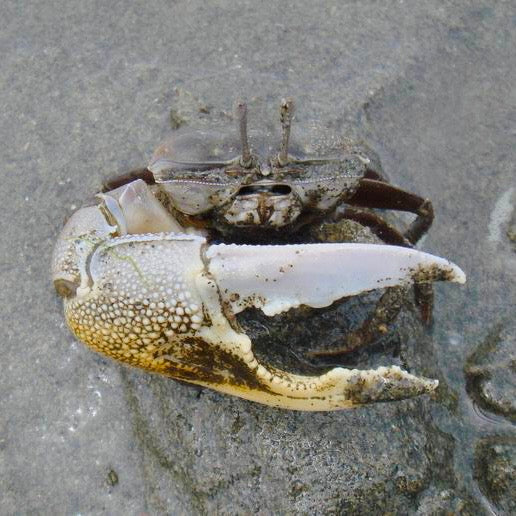 Bowed Fiddler Crab (Uca sp.)