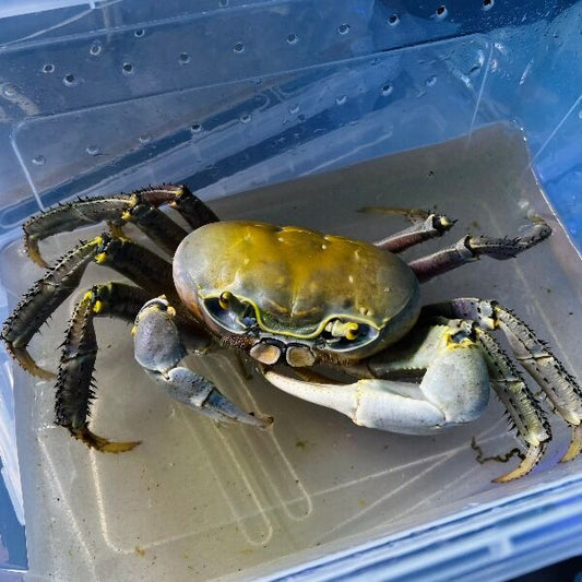 Land Crab 'Normal' ( Cardisoma guanhumi )