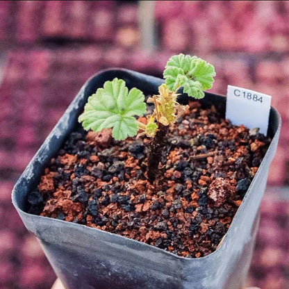 Pelargonium dolomiticum