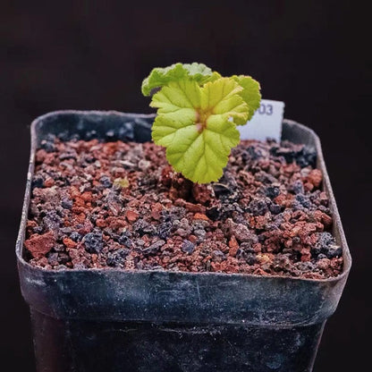 Pelargonium dolomiticum