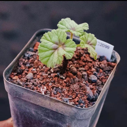 Pelargonium dolomiticum