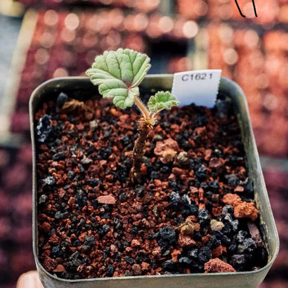 Pelargonium dolomiticum