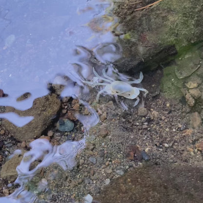 Blue Jade Crab (Geothelphusa sp var. Blue)