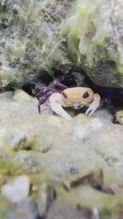 Panda Ninja Crab Lepidothelphusa Cognetti