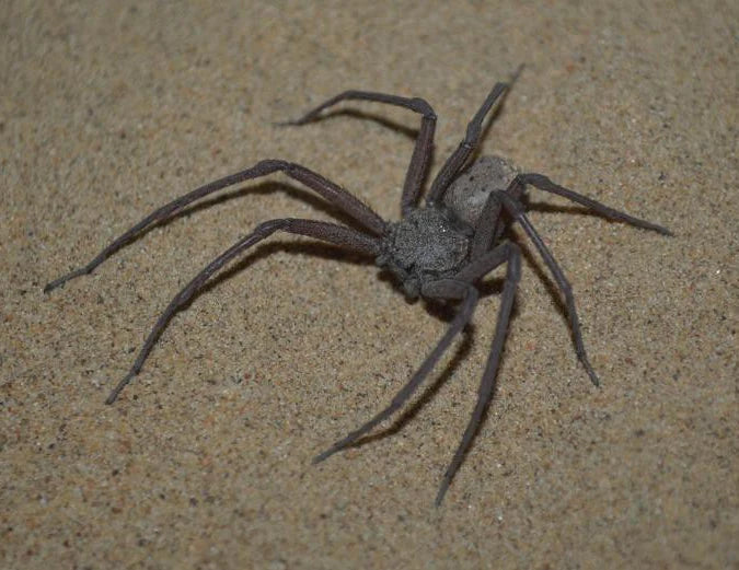 Six-eyed Cave Spider (Sicarius terrosus)