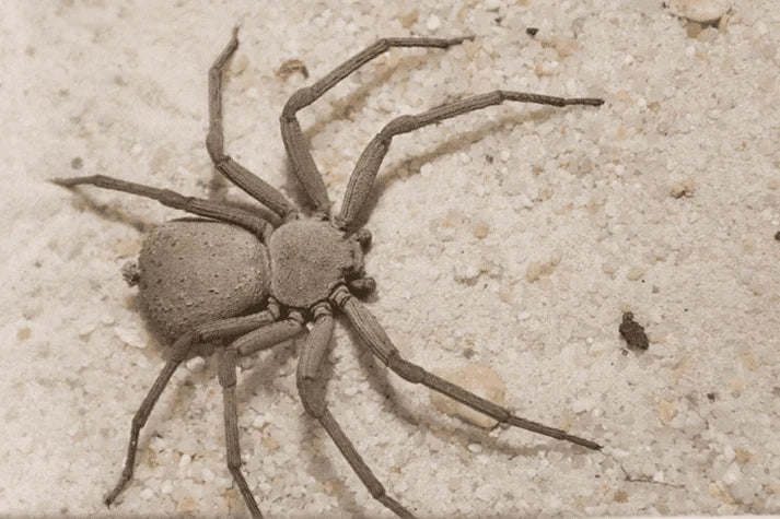 Six-eyed Cave Spider (Sicarius terrosus)