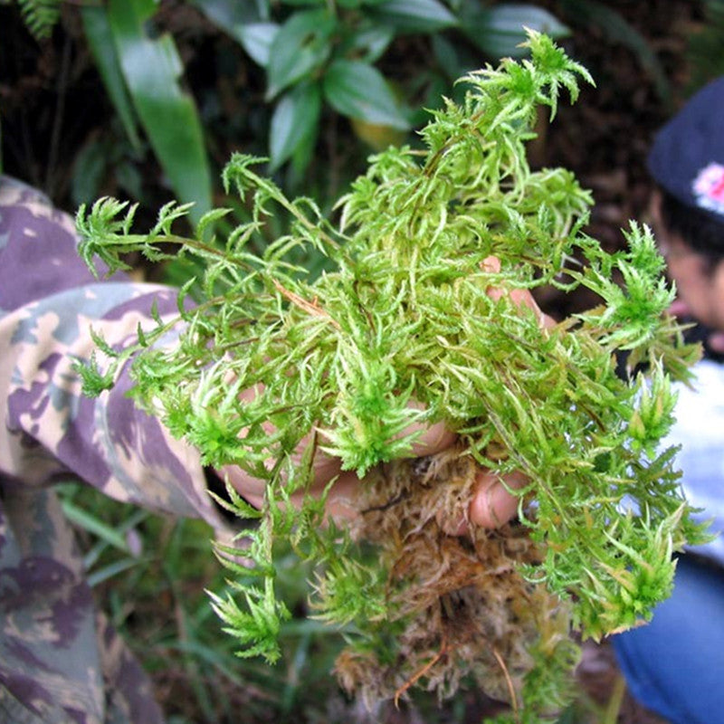 Live Sphagnum Moss