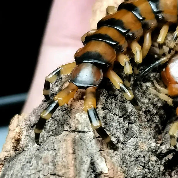 Scolopendra mazbii
