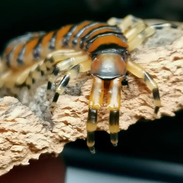 Scolopendra mazbii