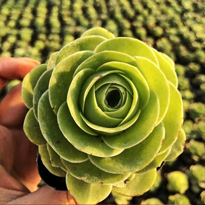Green Rose Mountain (Greenovia diplocycla var.gigantea)