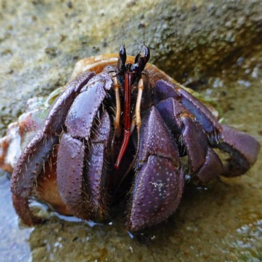 Komurasaki Land Hermit Crab ( Coenobita violascens )