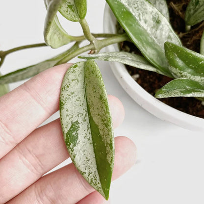 Hoya 073