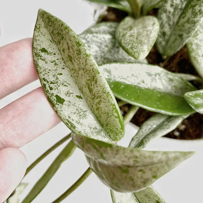 Hoya 073