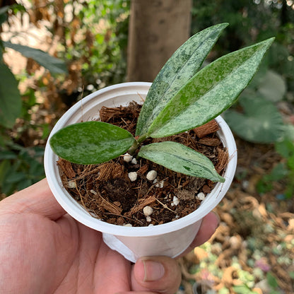 Hoya 073