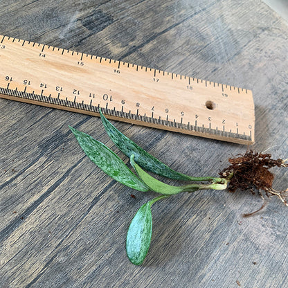 Hoya 073