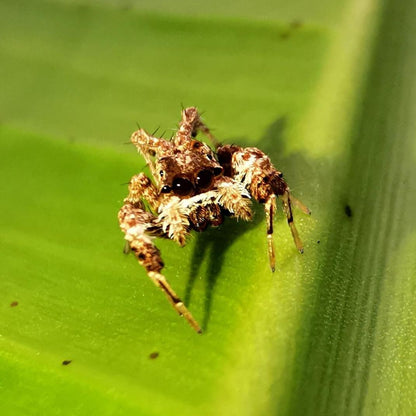 Jumping Spider (Portia sp.)