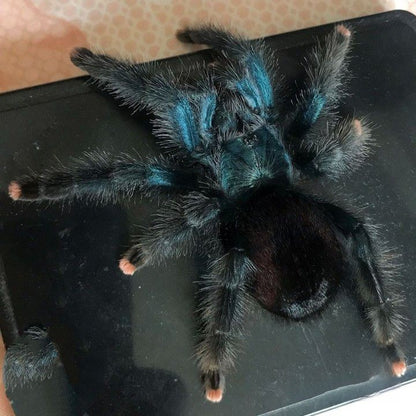 Blue Green Pinktoe Tarantula (Avicularia geroldi)