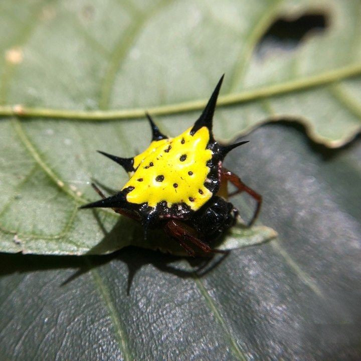 Spiny Orb Weaver (Gasteracantha hasselti)
