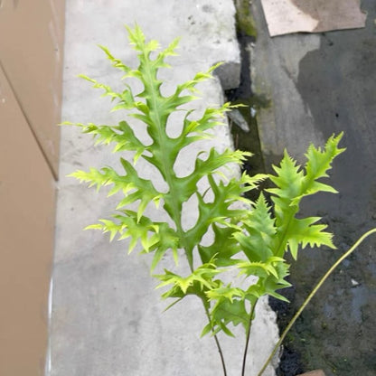 Microsolium Scolopendrum
