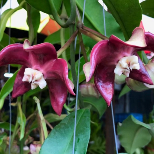 Hoya imperialis Red