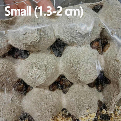Dubia Cockroach