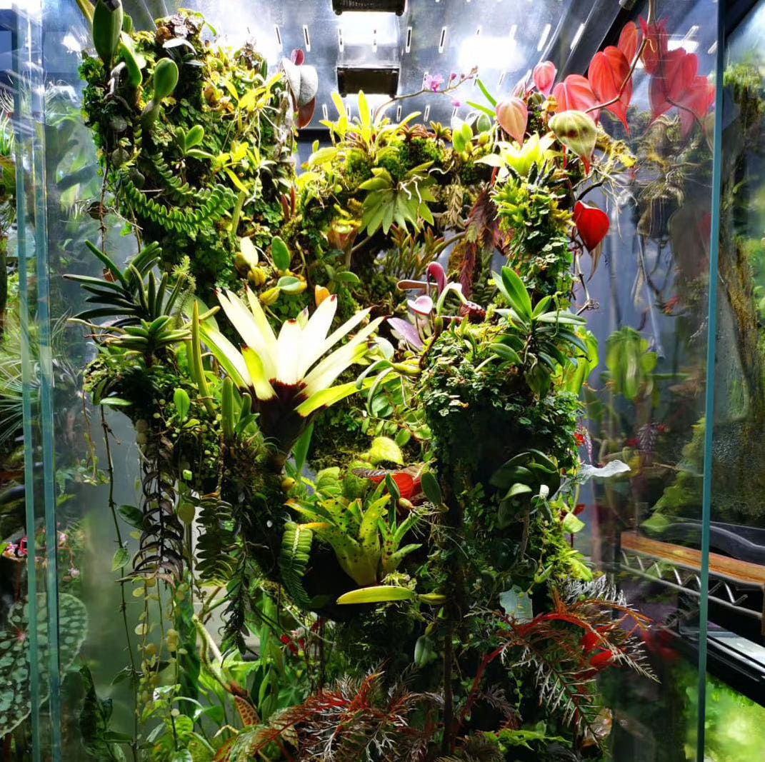 black jungle terrarium plants Rainforest Terrarium Kit